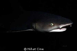 shark eyes from the dark... by Nihat Cine 